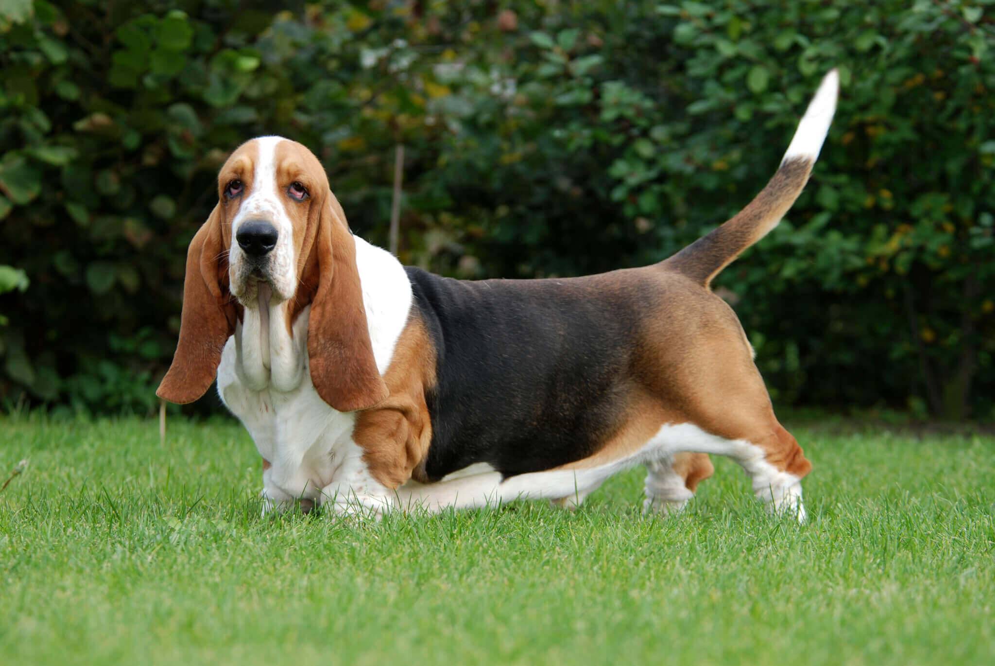 Описание породы бассет-хаунд — собаки с длинными ушами, уход, достоинства и недостатки