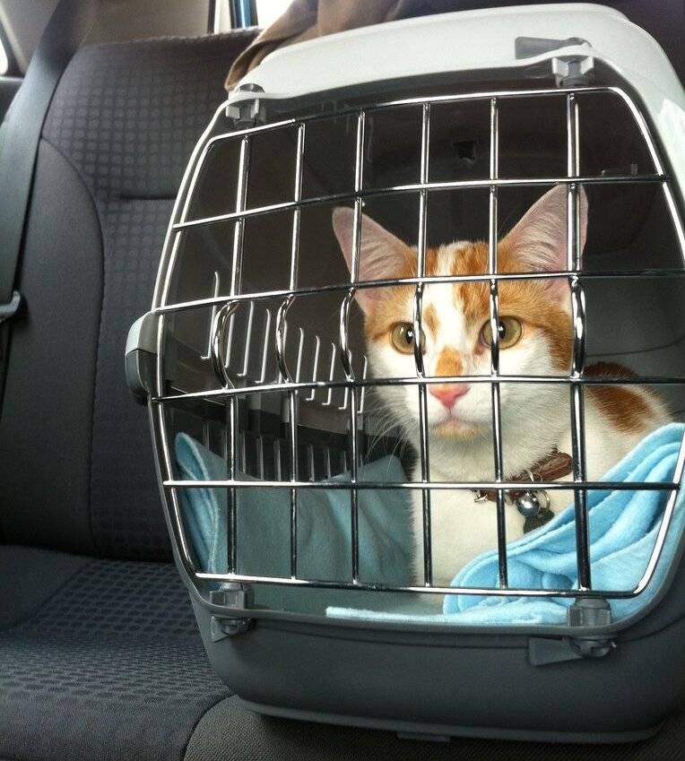 Как перевозить кошку в машине, как правильно перевозить собаку