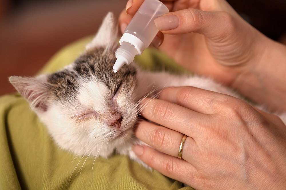 Лечение насморка у кошек