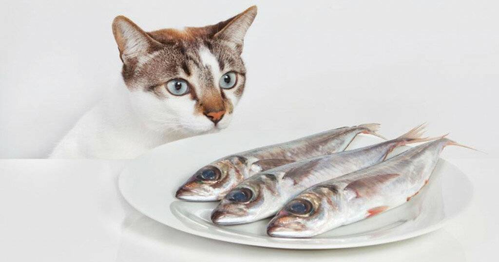 Можно ли кошкам рыбу - польза и вред