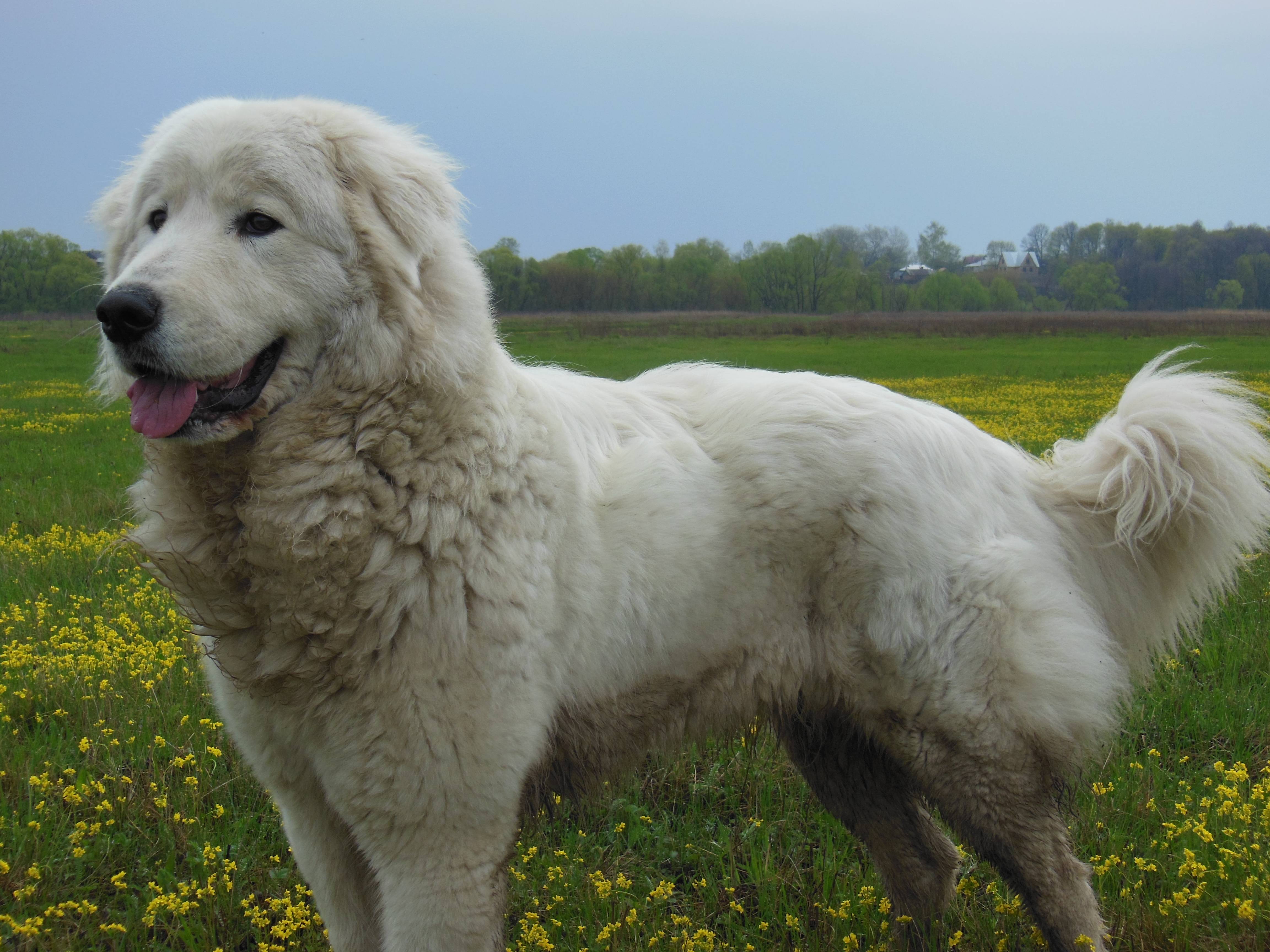 Порода собак маремма абруццкая итальянская овчарка