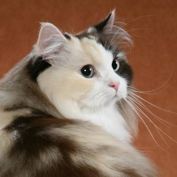 Рагамаффин (порода кошек) — википедия