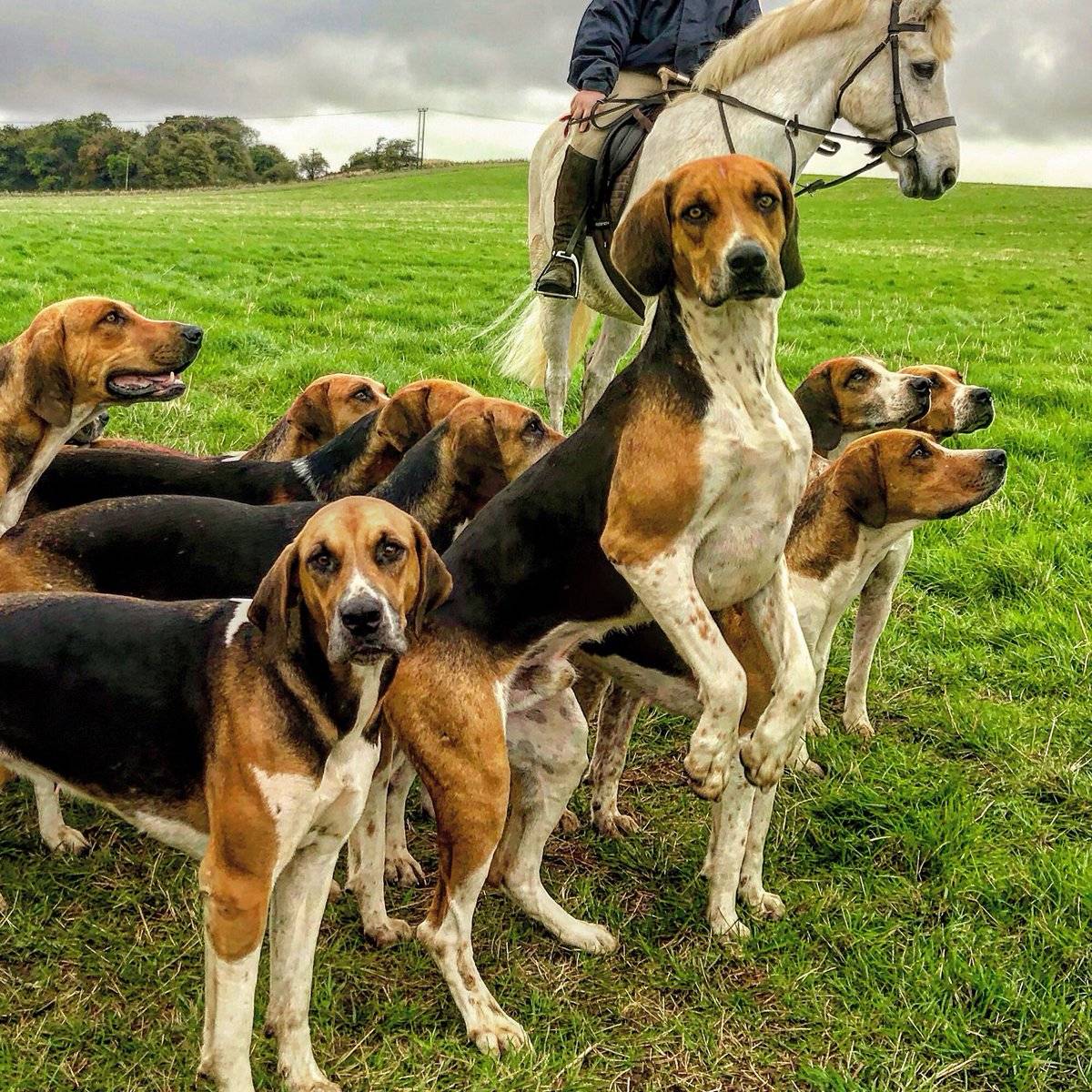 Английские породы собак – самая большая группа признанных пород (+ фото)