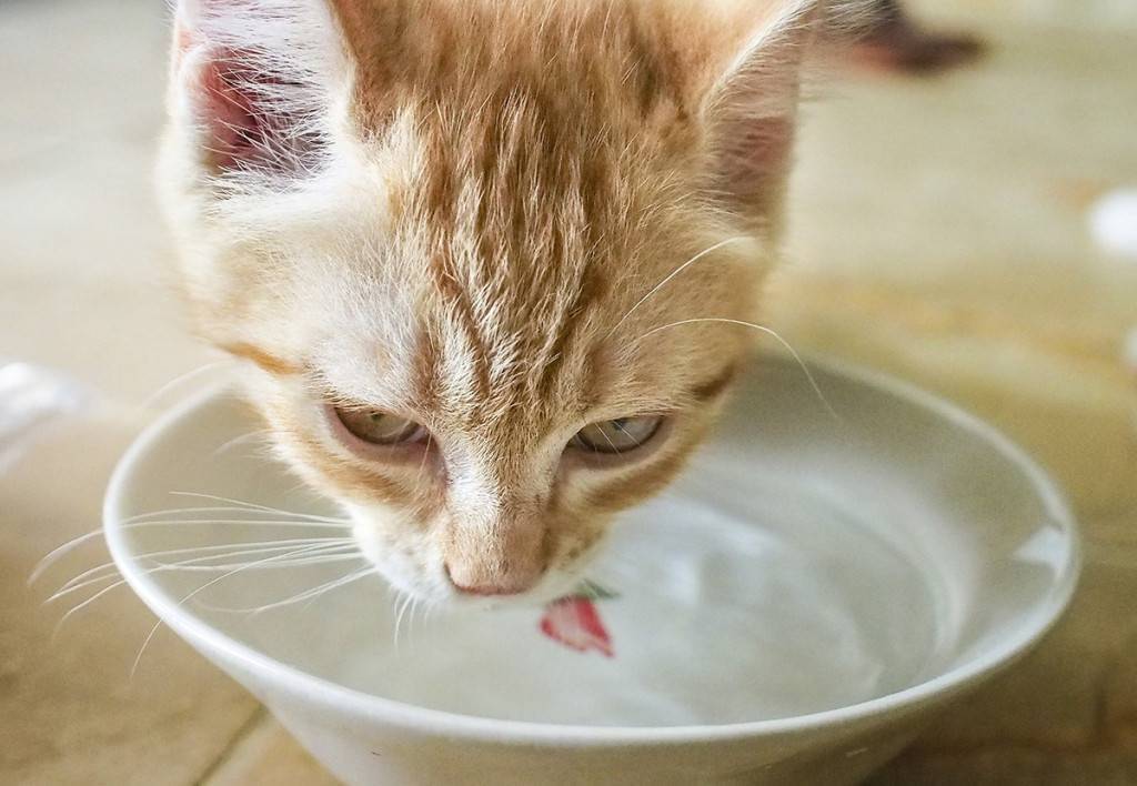 Как приучить котенка есть из миски — правила кормления