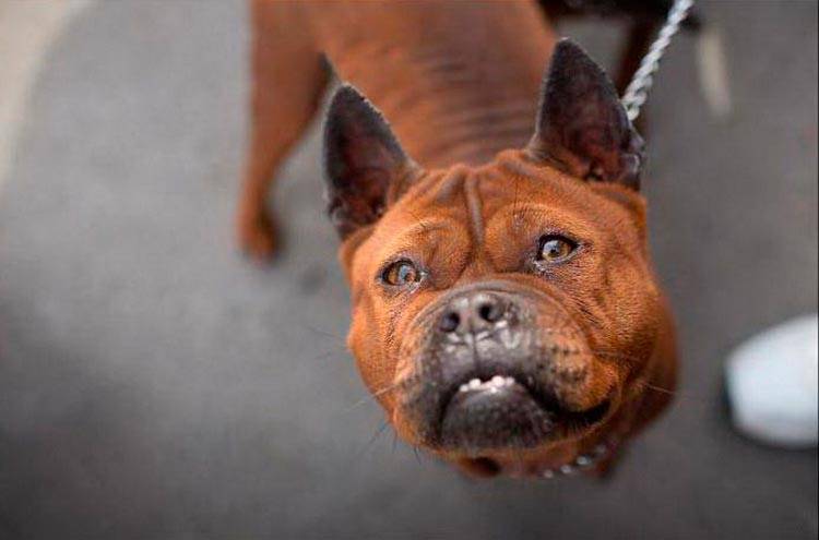 Чунцин (собака) – фото, описание породы, цена щенков