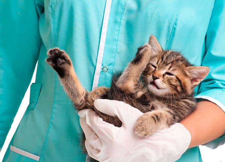 Инфекционные болезни кошек