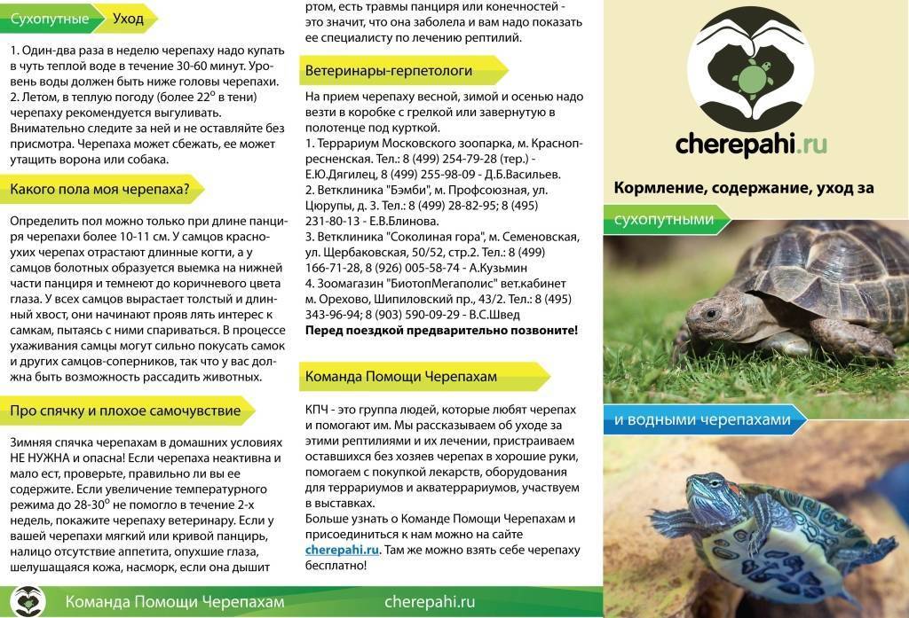 Болотная черепаха: содержание и уход в домашних условиях, рацион и размножение речной рептилии