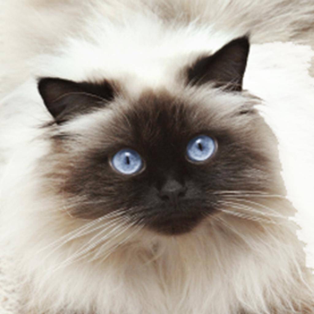 Гималайская кошка: фото, отзывы и описание породы, характер, видео