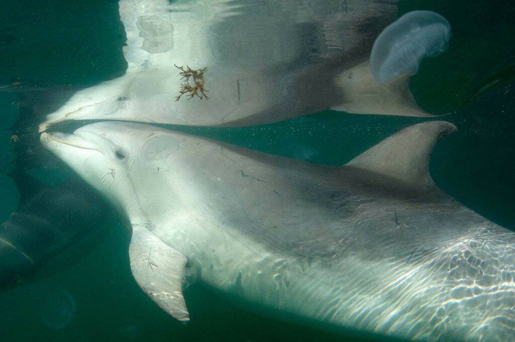 Российские ученые подобрались к разгадке языка и разума дельфинов