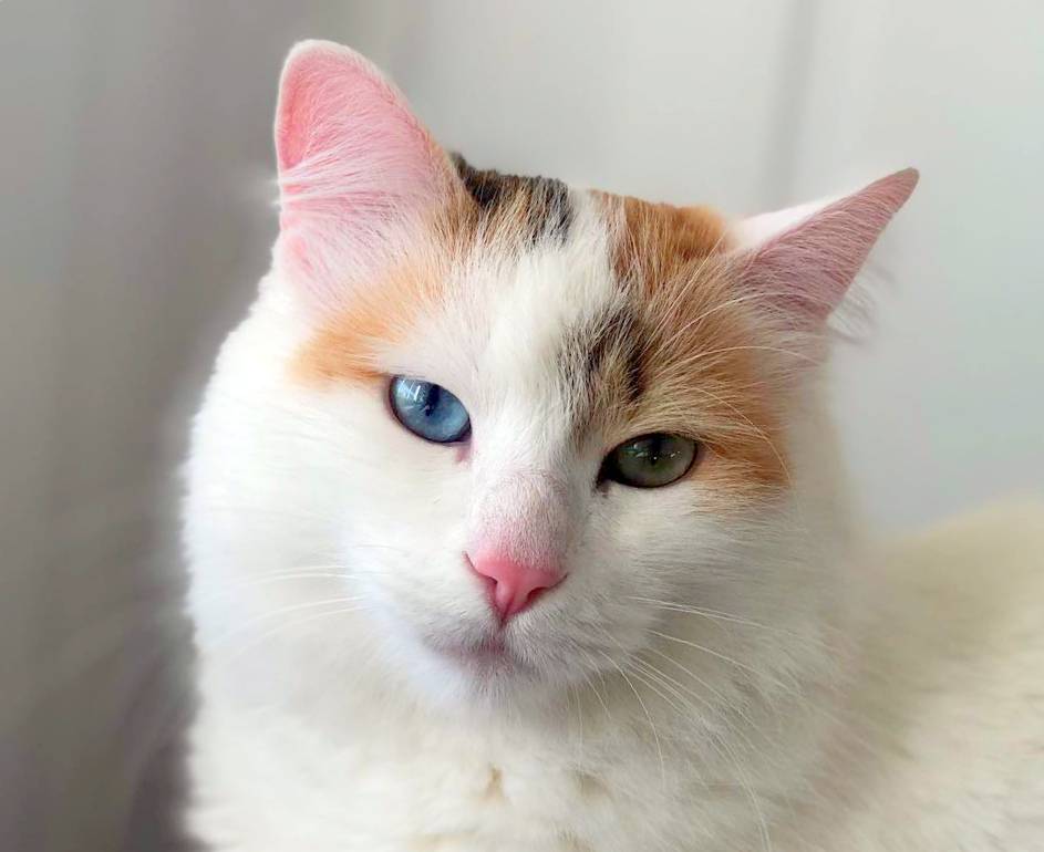 4 породы белых кошек с разноцветными глазами