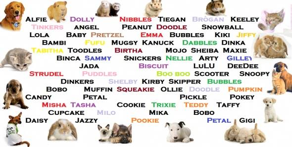 Клички для собак мальчиков: прикольные, смешные, иностранные, красивые имена