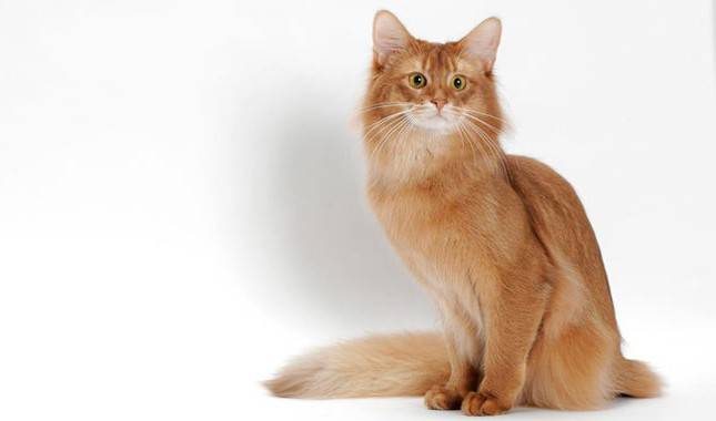 Сомалийская кошка: фото, цена котенка сомали, описание породы и характера