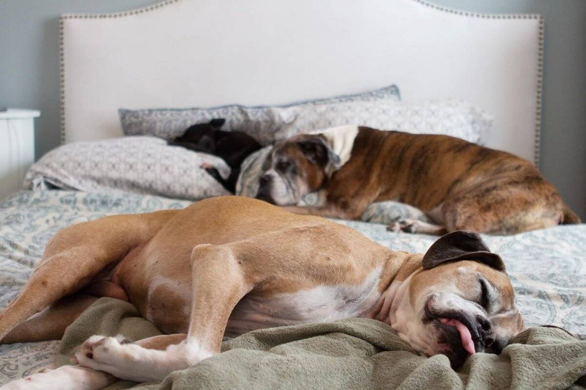 Сон в постели с собакой: вред и польза