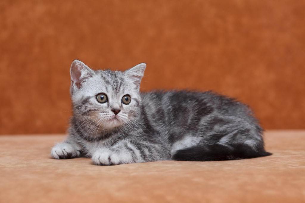 Груминг шотландской прямоухой кошки (скоттиш-страйта): уход за шерстью, стрижка и купание кошки породы скоттиш-страйт | породы кошек | royal-groom