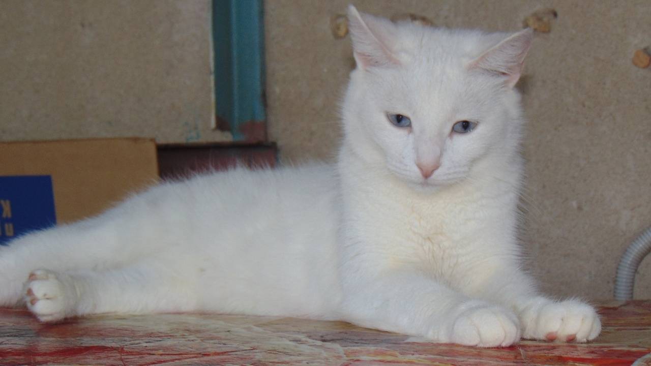 Глухота у белых кошек | кошки вики | fandom