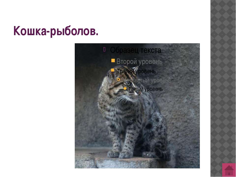 Знай наших: 8 пород кошек, которые были выведены в россии