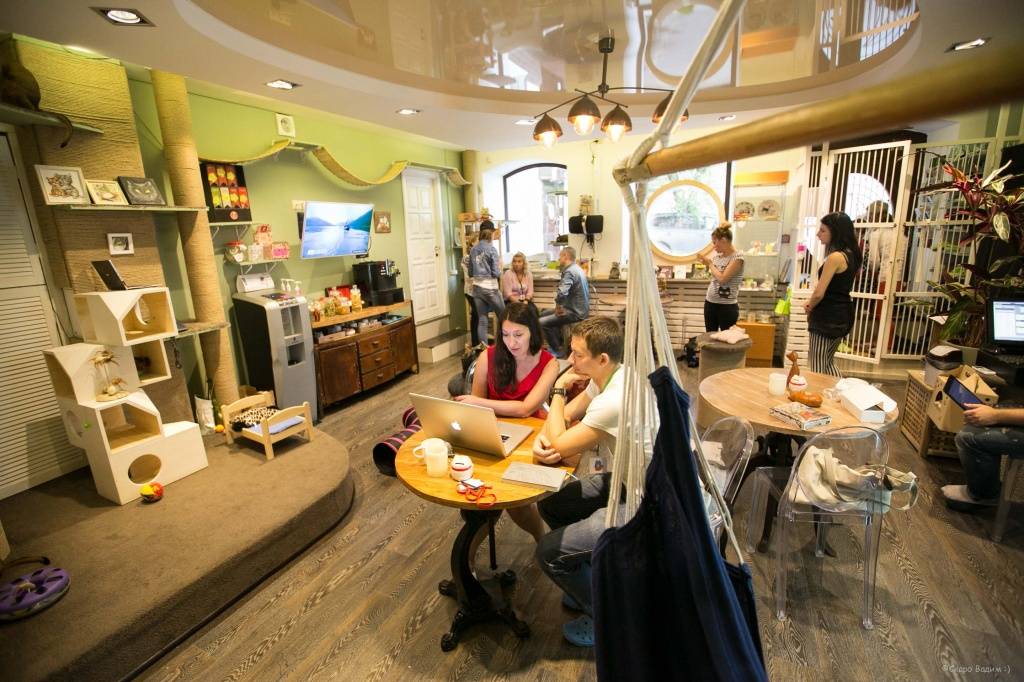 Кафе и рестораны петербурга, где можно пообщаться с животными