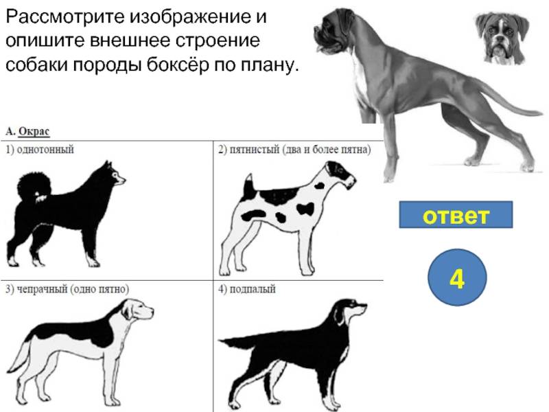 Особенности содержания золотого ретривера: описание породы и правила ухода за собаками | собаки мира