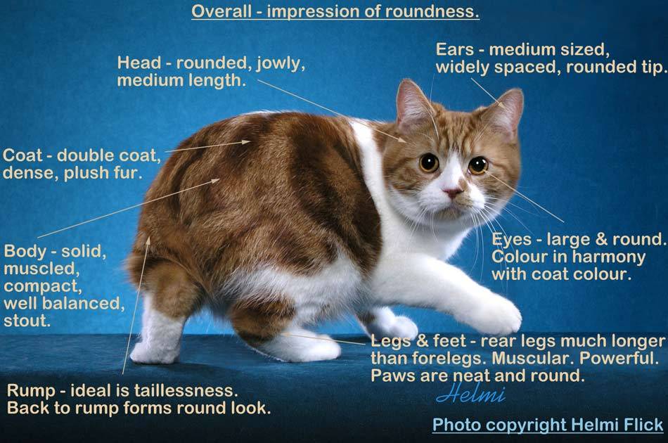 Кошки без хвоста — выбор и особенности разных пород