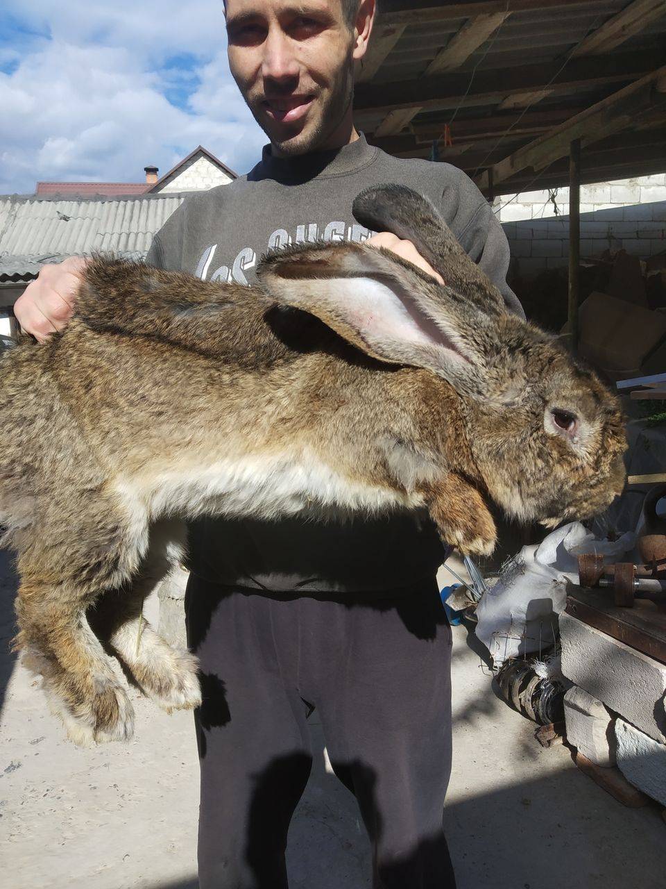 Фландр – самая крупная порода кроликов