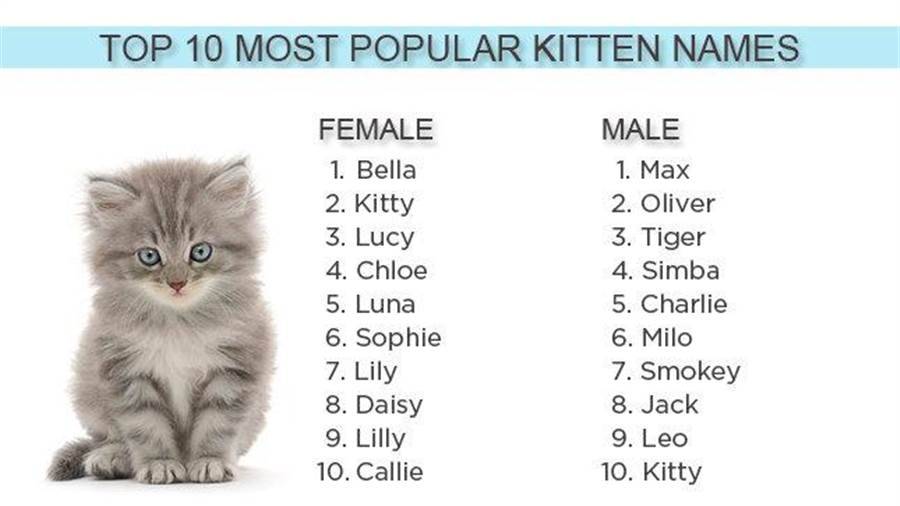 Список забавных и красивых имен для шотландского кота