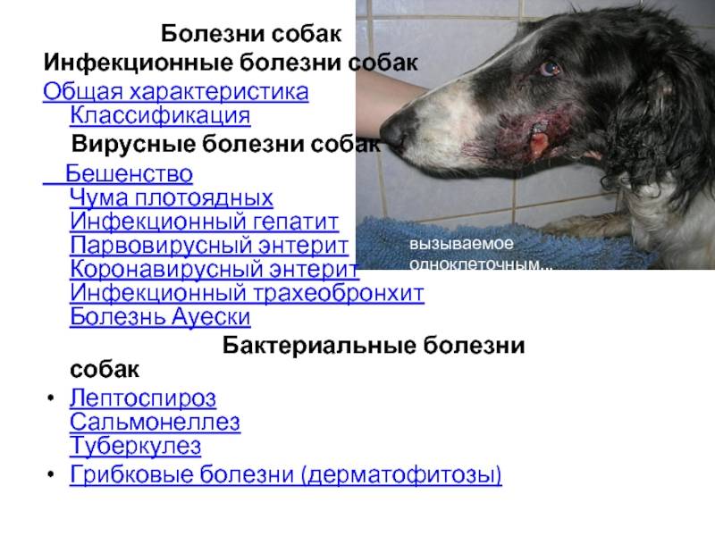 Что делать, если вас укусила собака? - medical insider