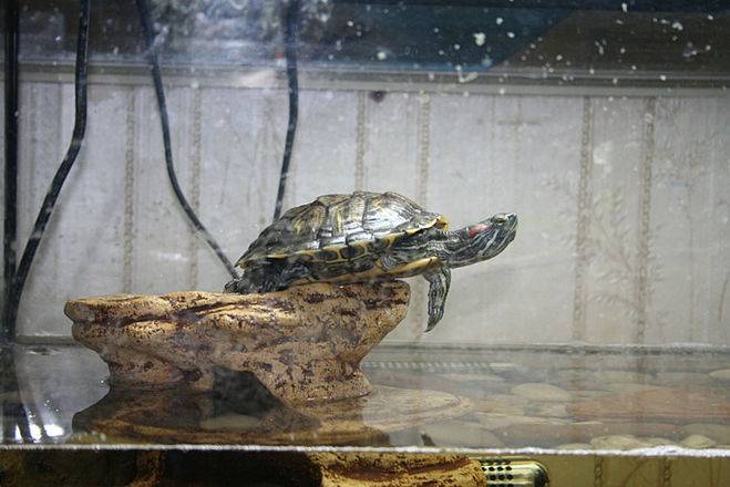 Красноухая черепаха у вас дома: советы новичкам