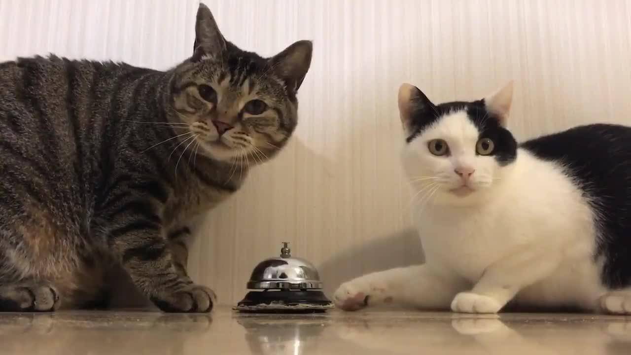 Как подружить двух кошек в одной квартире: полезные советы и маленькие хитрости