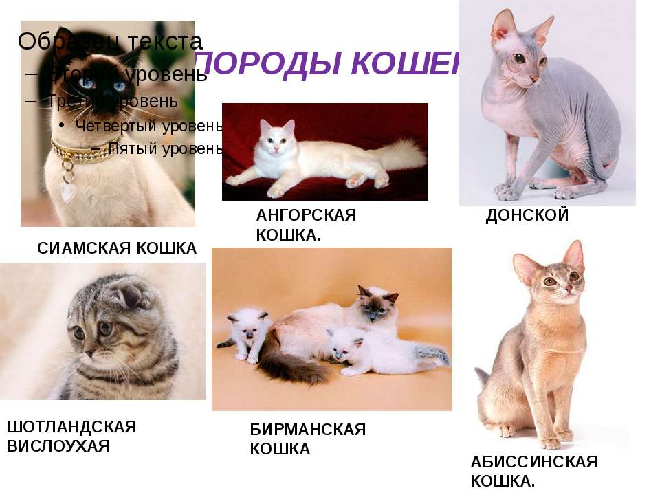 Сфинкс (52 фото): разновидности котов породы сфинкс. особенности характера египетского, донского и других видов. тонкости ухода за ними. отзывы владельцев