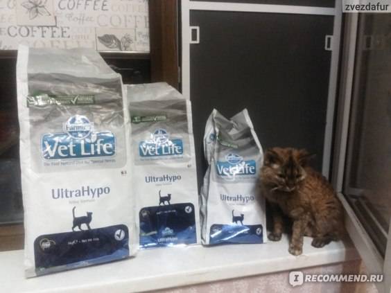 Корм farmina (фармина) для кошек — отзывы ветеринара, владельцев