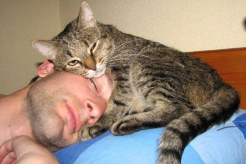 5 признаков что кошка вас любит. пять признаков того, что ваша кошка действительно вас любит