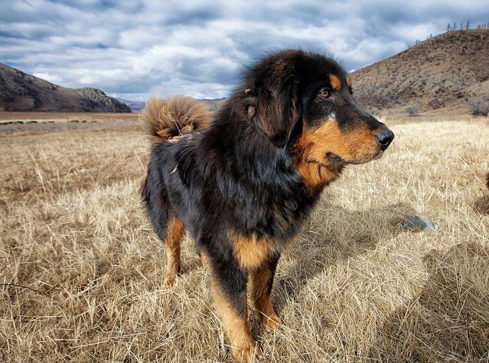 Монгольская овчарка (банхар) — фото, описание породы собак, характер, особенности ухода и содержания