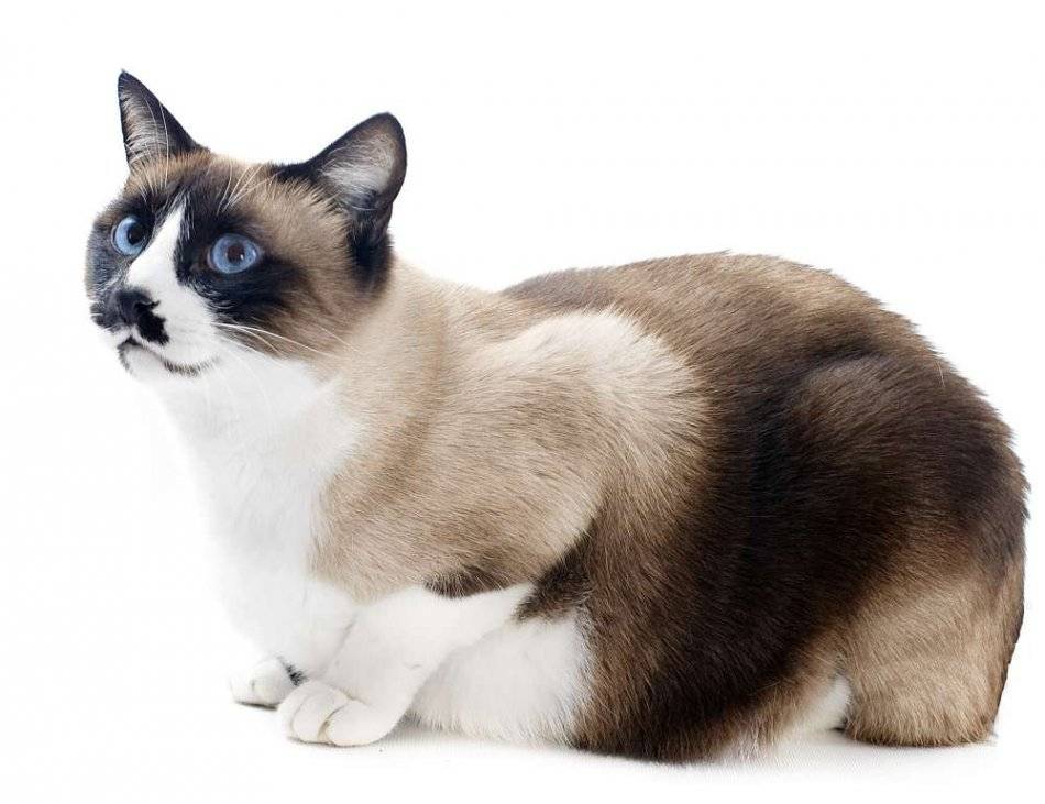 Сноу шу — характеристика кошки и ее описание. 110 фото, видео и советы владельцев