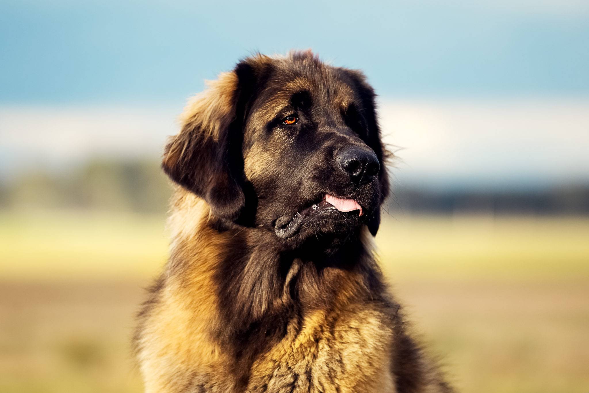 Описание породы собак, продолжительность жизни, цена леонбергера