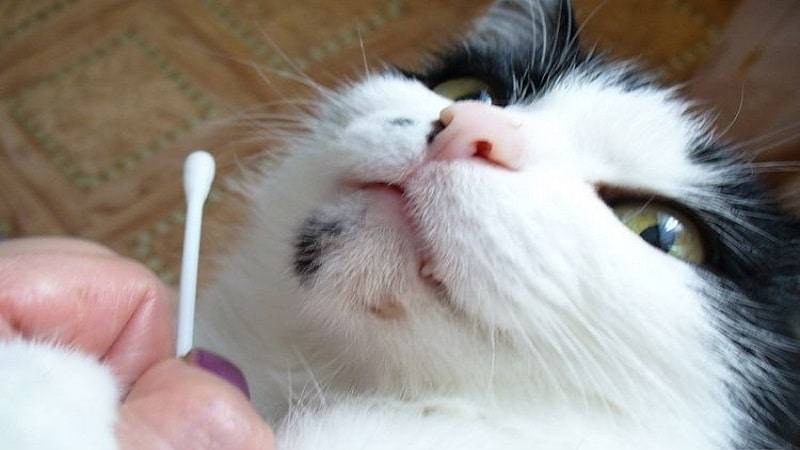 Причины и первая помощь при появлении пены у рта у кошки