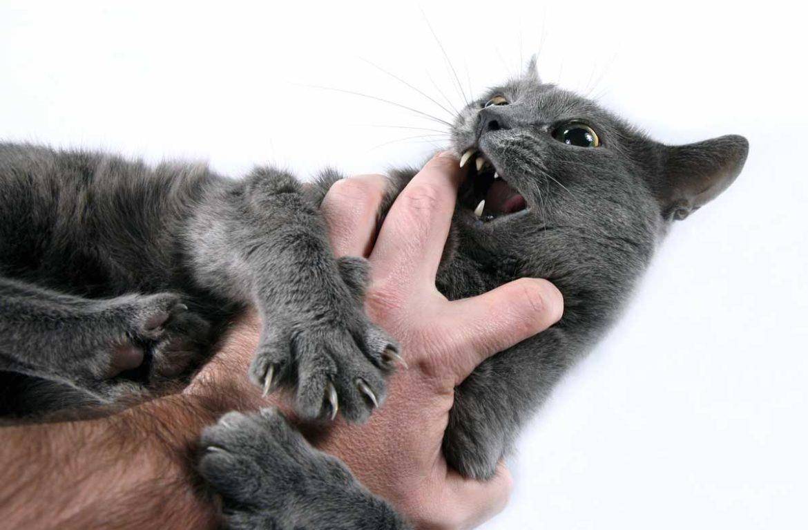 Почему кошки становятся агрессивными? причины и что с этим делать?