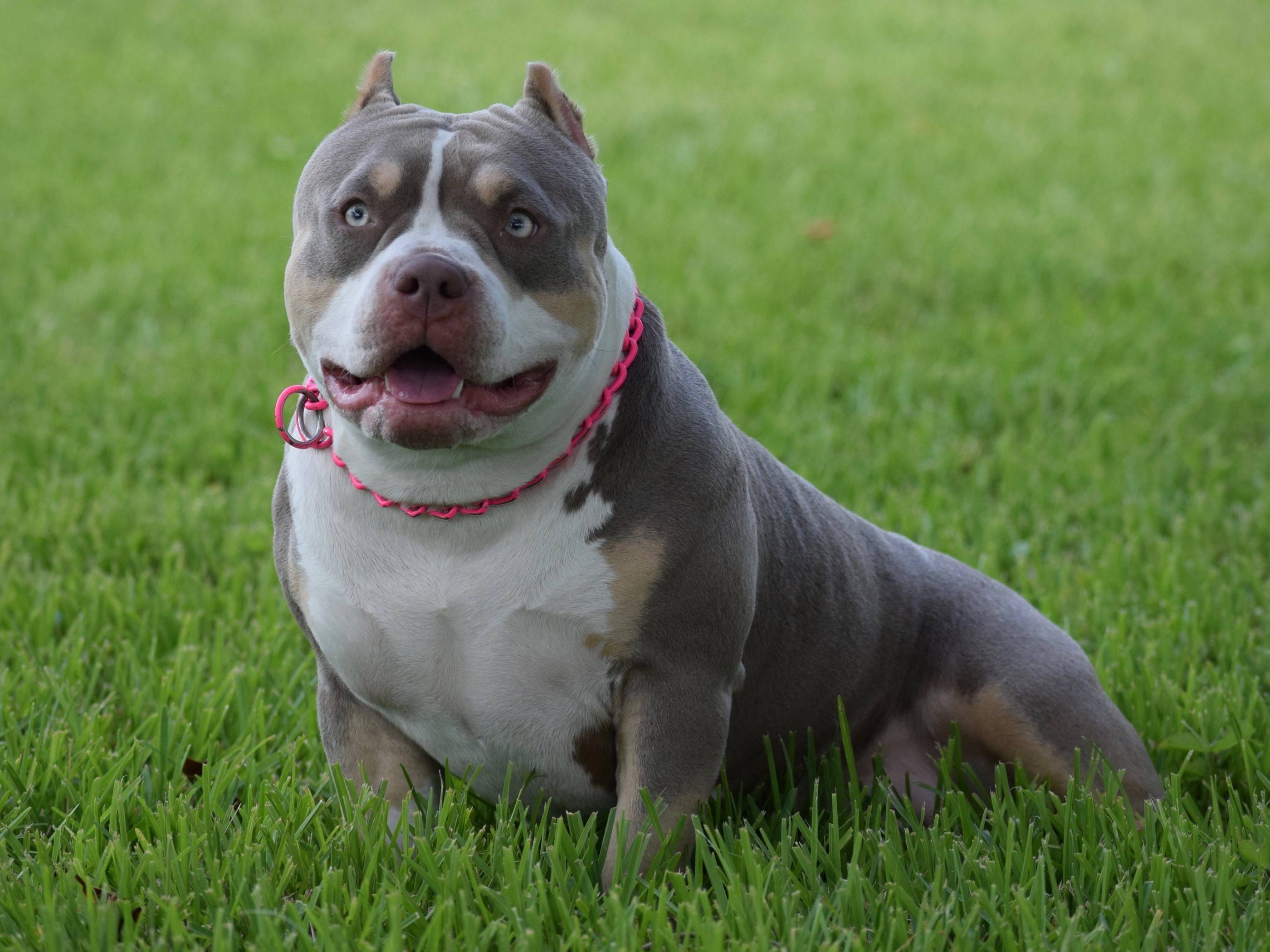 Булли (американский булли): описание породы собак с фото и видео