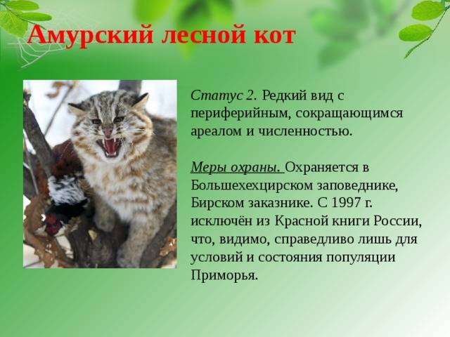 Подробное описание и образ жизни дикого лесного кота