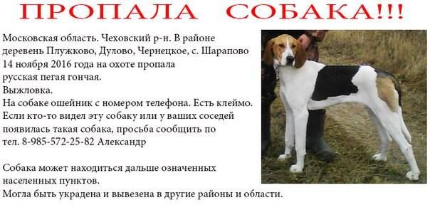 Русская гончая собака: описание и правила содержания
