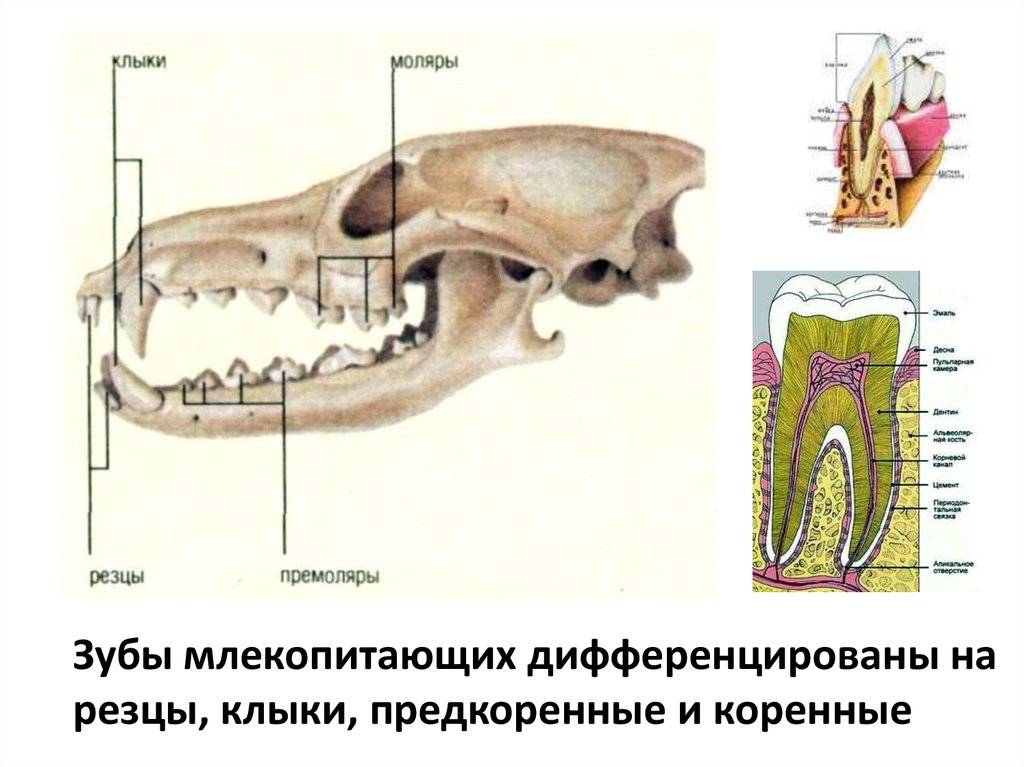 Строение и особенности роста зубов кролика