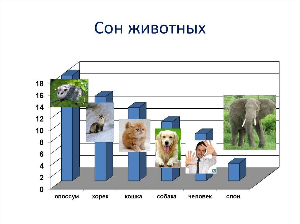 ᐉ сколько в среднем спят собаки? - zoomanji.ru