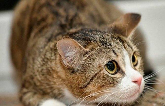 Что такое трихобезоар у кошек и как его лечить