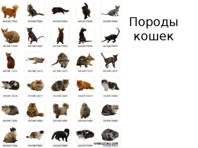 Породы кошек: 21 разновидность с названиями, описаниями, фото и видео