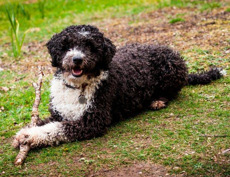 Испанская водяная собака: описание породы, характер, где купить, цена, фото, видео