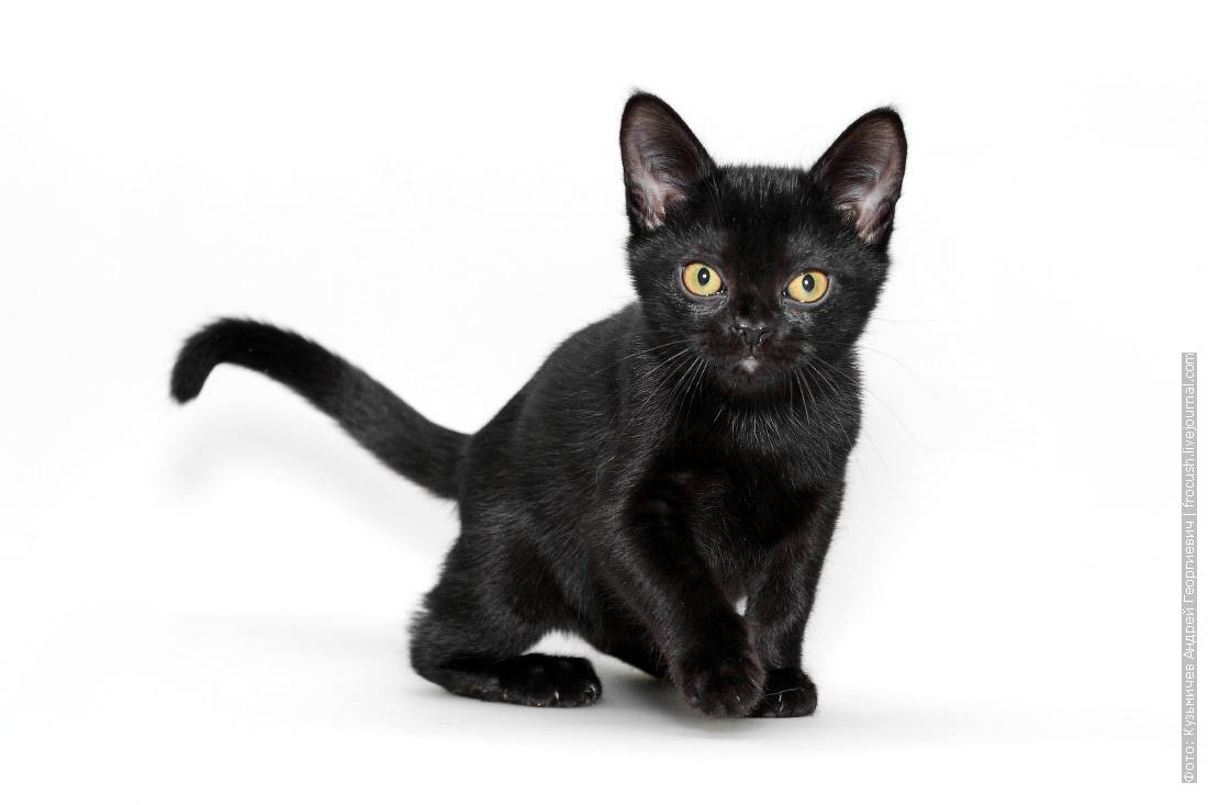 Бомбейская кошка (бомбей): ? фото, описание, характер, интересные факты о породе