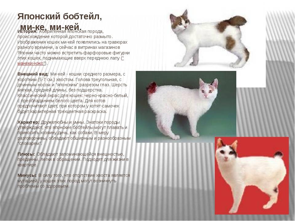 Меконгский бобтейл кошка. описание, особенности, виды, уход и цена породы меконгский бобтейл