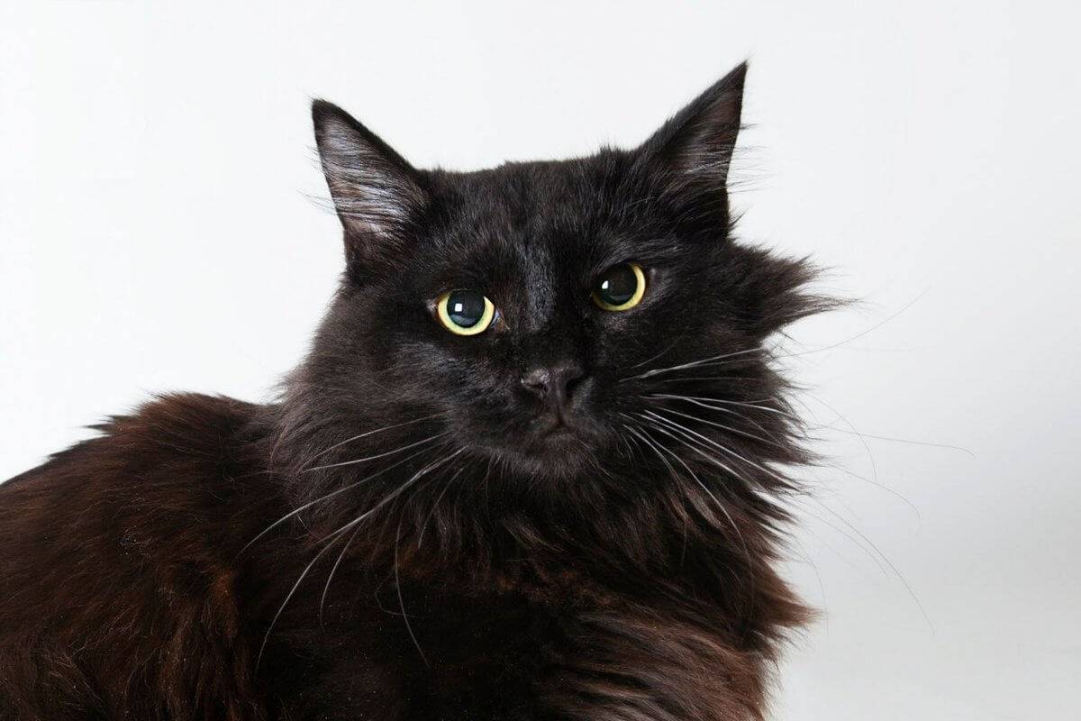 Йоркская шоколадная кошка: описание, характер, уход, фото