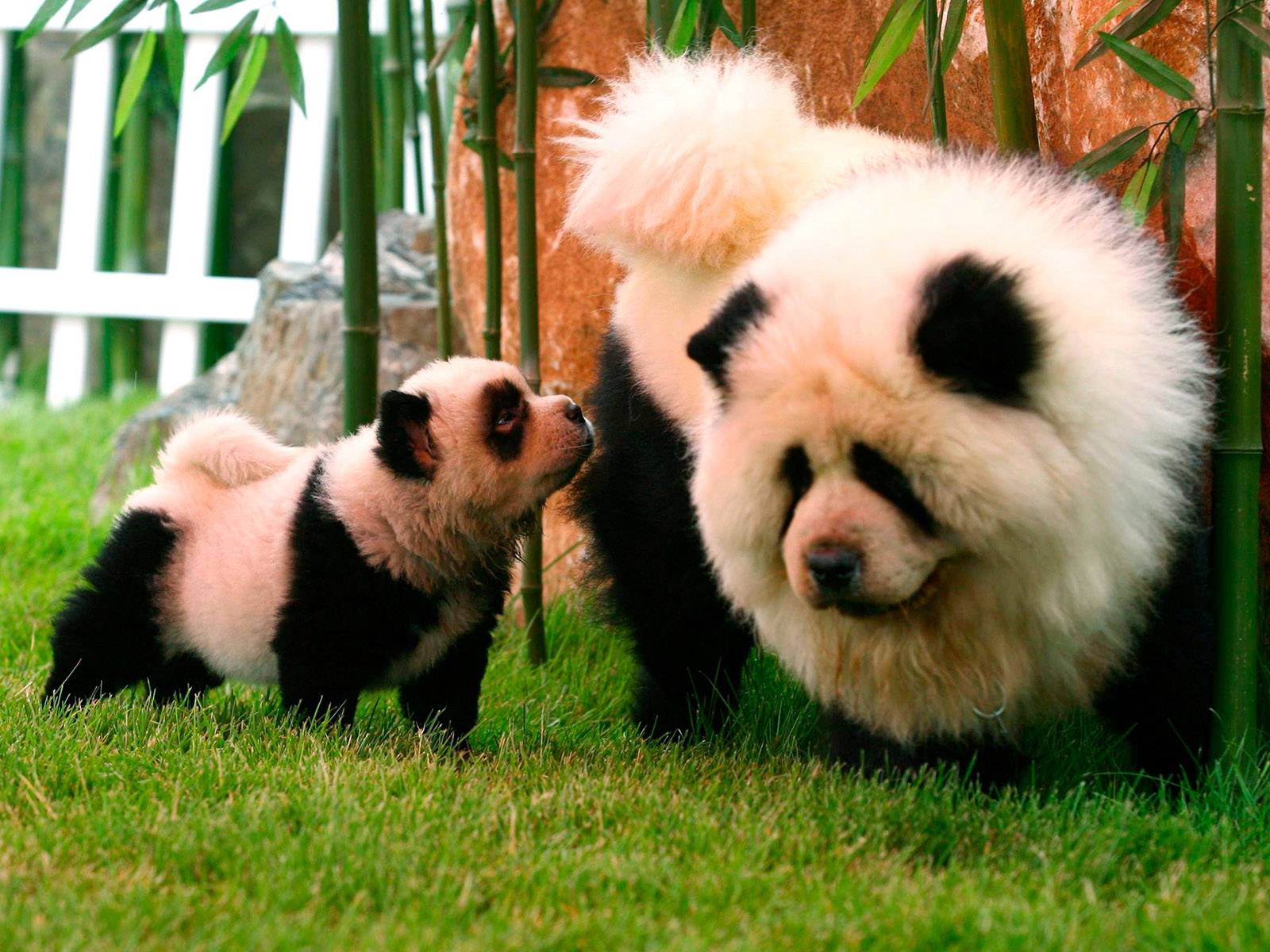 Чау-чау панда — что это за порода, фото щенков и взрослых собак