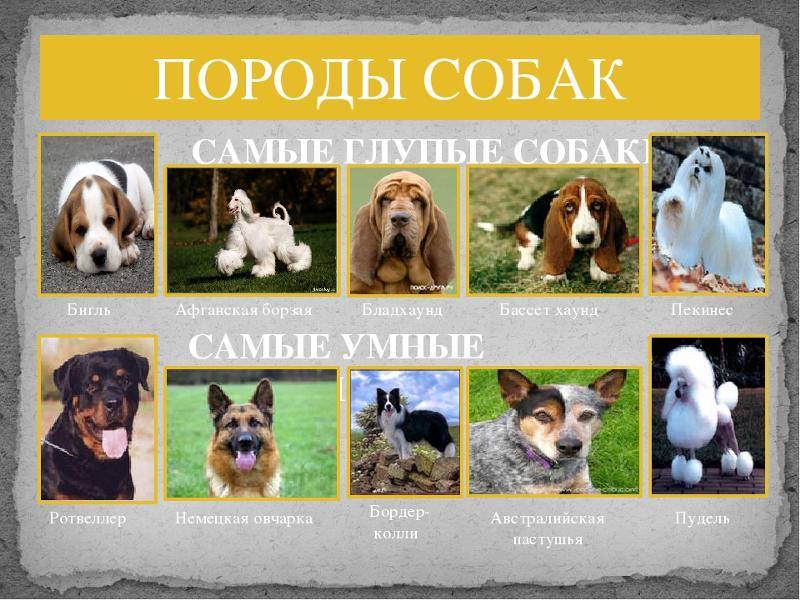 Топ 10 самых умных собак в мире | | на всякий случай