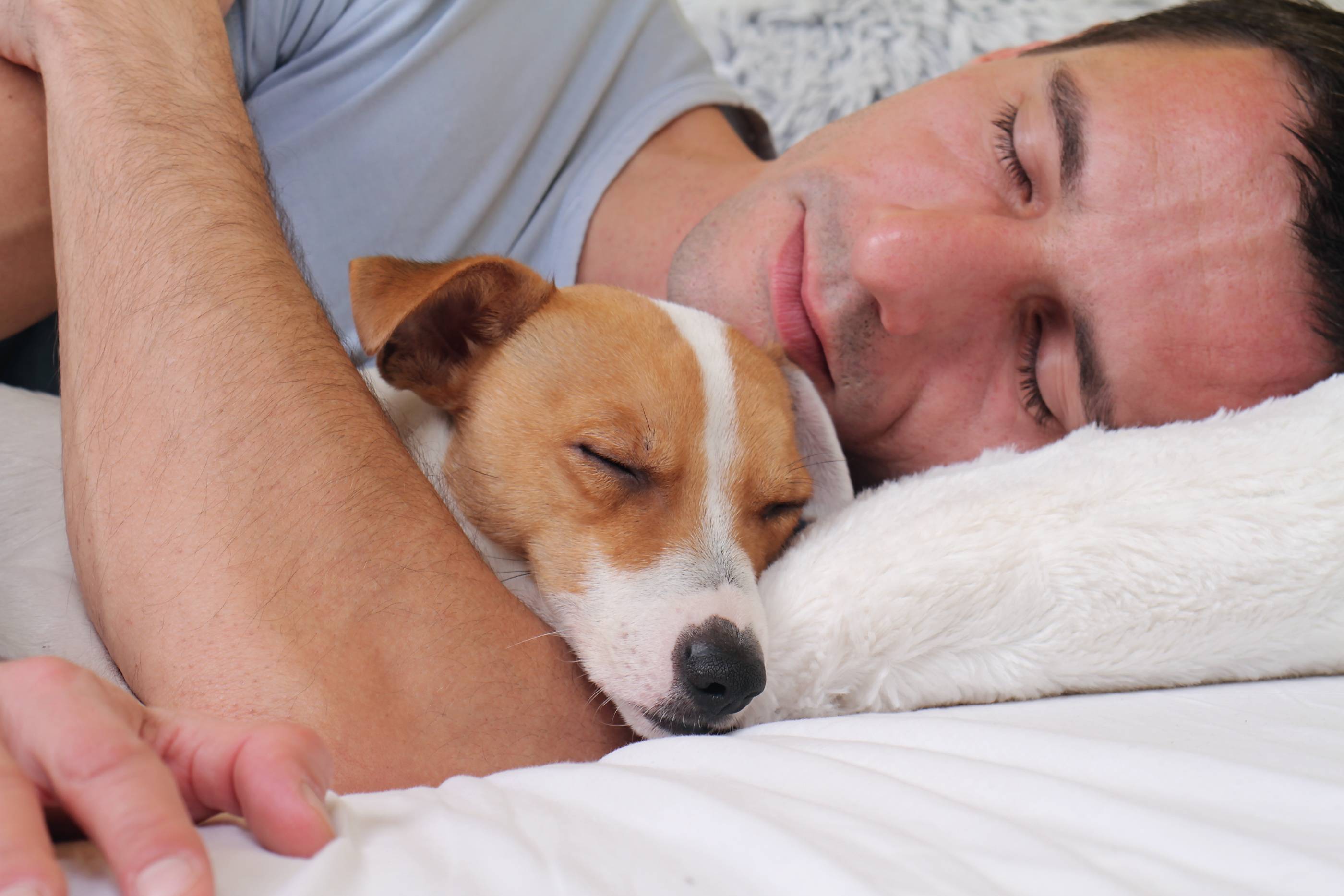 Можно ли спать собакой на кровати хозяину
